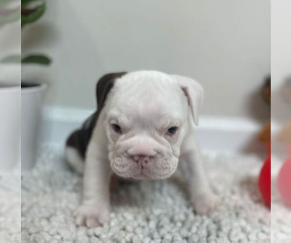 Medium Photo #15 English Bulldog Puppy For Sale in JOHNS ISLAND, SC, USA