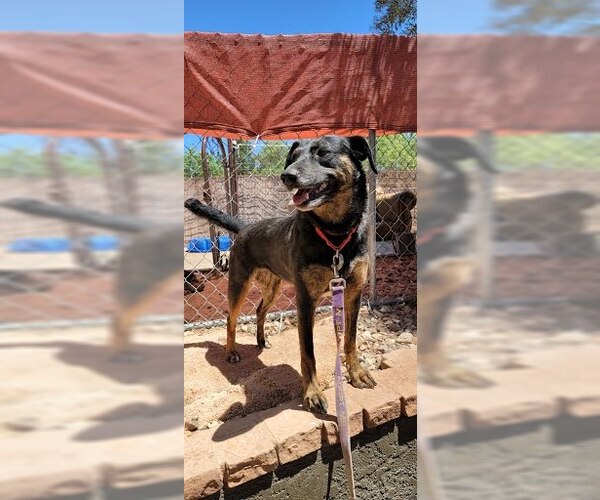 Medium Photo #11 Labrador Retriever-Unknown Mix Puppy For Sale in Cottonwood, AZ, USA