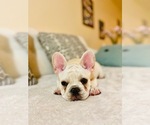 Small Photo #12 French Bulldog Puppy For Sale in CLEARWATER, FL, USA