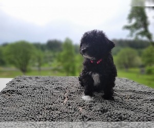 Aussiedoodle Miniature  Puppy for sale in LEBANON, OR, USA