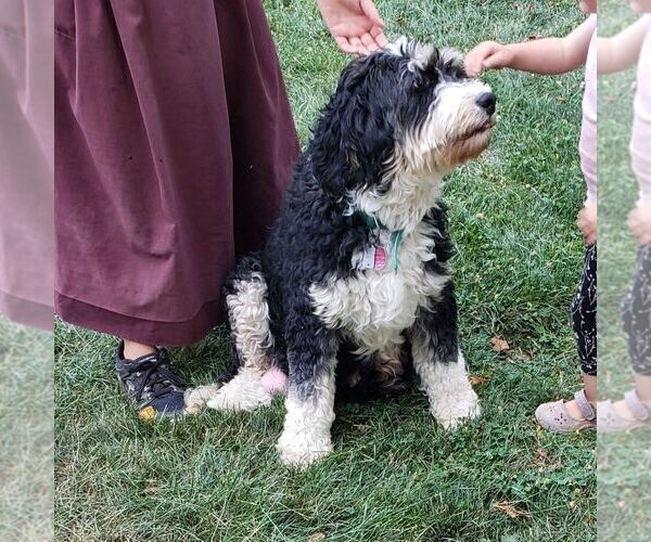 Medium Photo #1 Bernedoodle (Miniature) Puppy For Sale in SUNBURY, PA, USA