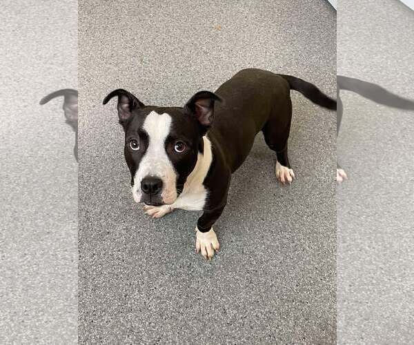 Medium Photo #1 American Pit Bull Terrier-Unknown Mix Puppy For Sale in Low Moor, VA, USA