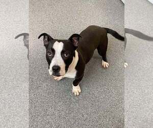American Pit Bull Terrier-Unknown Mix Dogs for adoption in Low Moor, VA, USA