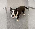Small American Pit Bull Terrier Mix