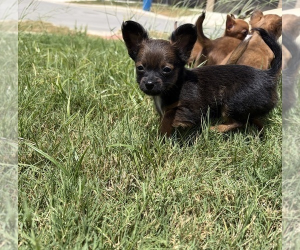 Medium Photo #2 Chihuahua Puppy For Sale in SAN ANTONIO, TX, USA