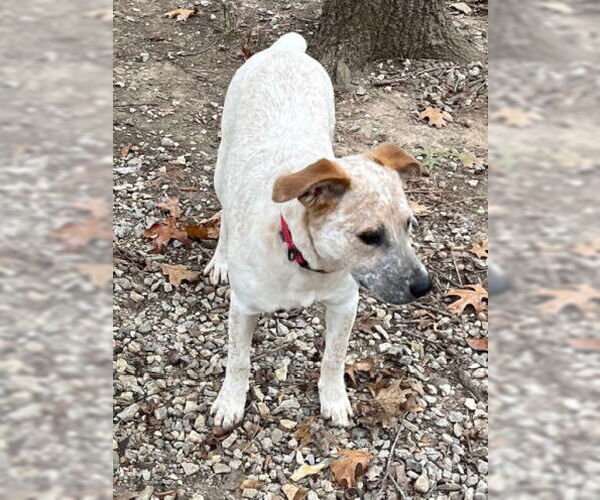 Medium Photo #2 Australian Shepherd-Red Heeler Mix Puppy For Sale in Mountain View, AR, USA