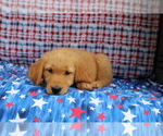 Small Photo #8 Golden Retriever Puppy For Sale in BEDFORD, IN, USA
