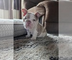 Small #7 English Bulldog