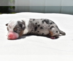Small #3 Miniature Australian Shepherd