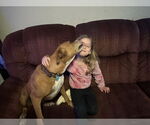 Small #9 American Pit Bull Terrier Mix