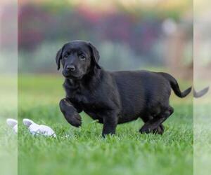 Huckleberry Finn Pup - Curtiz - Male Labrador Retriever-Unknown Mix Dog for Adoption - Photo #3