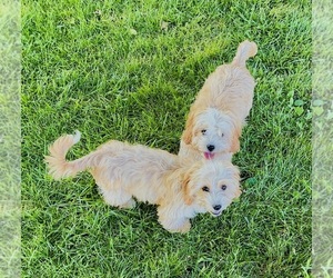 Cavapoo (Miniature) Puppy for sale in BLUE SPRINGS, MO, USA