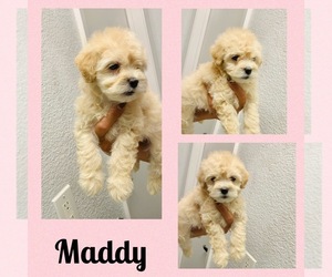 Maltipoo Puppy for sale in CARROLLTON, TX, USA