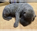 Small Photo #6 Great Dane Puppy For Sale in BANGOR, WI, USA