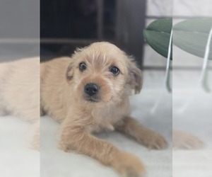 Miniature Labradoodle Puppy for sale in ELMHURST, IL, USA