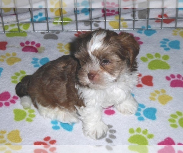 Medium Photo #2 Shorkie Tzu Puppy For Sale in ORO VALLEY, AZ, USA
