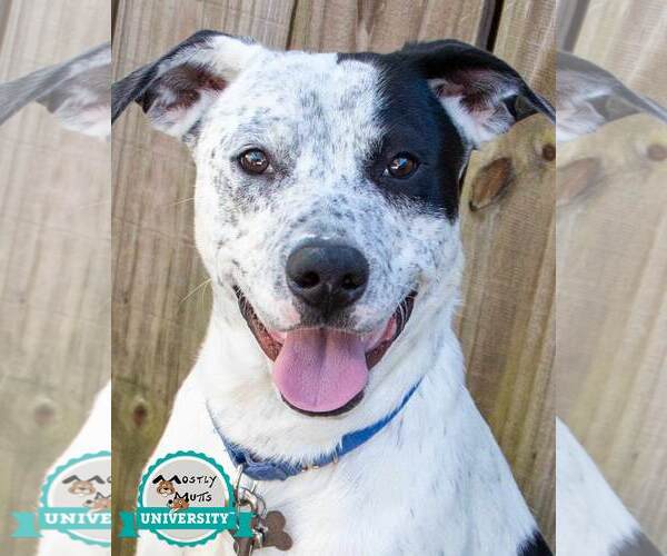 Medium Photo #1 Mutt Puppy For Sale in Kennesaw, GA, USA