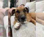 Small Photo #6 Black Mouth Cur-Boxer Mix Puppy For Sale in HOUSTON, TX, USA