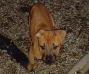 Rhodesian Ridgeback Puppy for sale in WARREN, OH, USA
