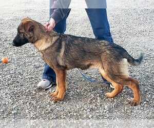 German Shepherd Dog Puppy for sale in AMARILLO, TX, USA