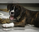 Small #5 Boxer