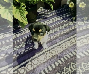 Rat Terrier Puppy for sale in TAMPICO, IL, USA