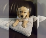 Small Photo #2 Golden Retriever Puppy For Sale in QUINLAN, TX, USA