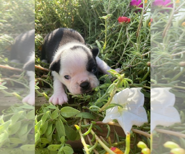 Medium Photo #2 Boston Terrier Puppy For Sale in FREDONIA, KS, USA