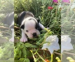 Small #1 Boston Terrier