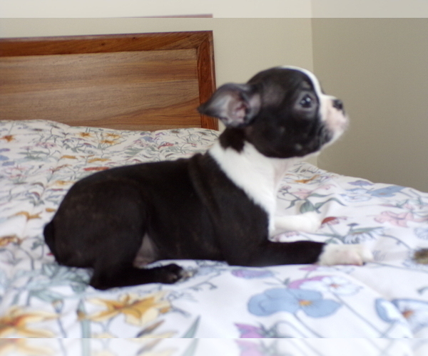 Medium Photo #3 Boston Terrier Puppy For Sale in MONROE, NH, USA