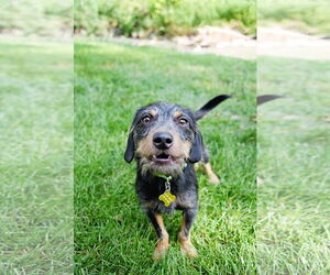 Dachshund-Unknown Mix Dogs for adoption in Sandy, UT, USA