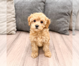 Cavapoo (Standard) Puppy for sale in DUNDEE, OH, USA