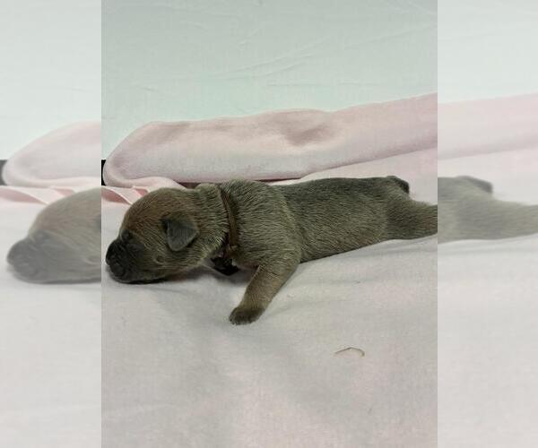 Medium Photo #8 Cane Corso Puppy For Sale in CAMBY, IN, USA