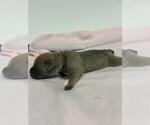 Small Photo #8 Cane Corso Puppy For Sale in CAMBY, IN, USA