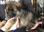 Small Photo #14 German Shepherd Dog Puppy For Sale in NEW BRAUNFELS, TX, USA