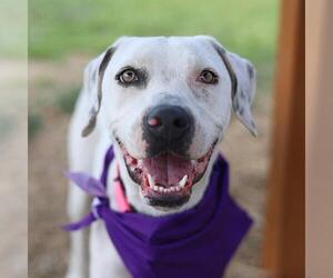 American Staffordshire Terrier Dogs for adoption in San Antonio, TX, USA