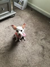Chihuahua Puppy for sale in CLIFTON, NJ, USA