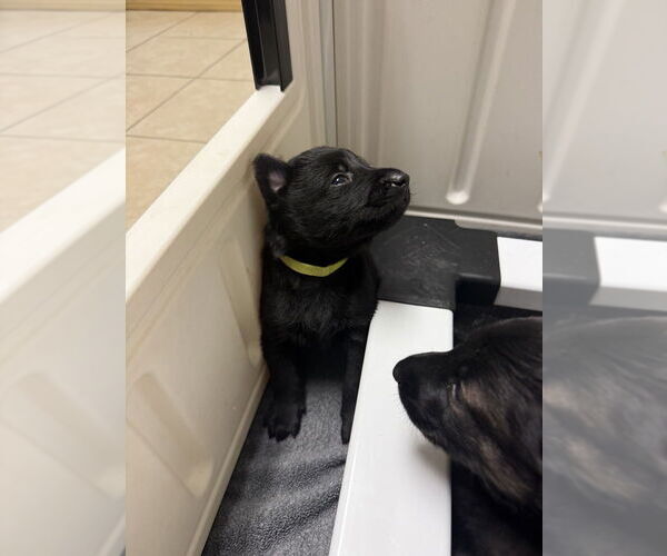 Medium Photo #1 Mutt Puppy For Sale in Imlay City, MI, USA