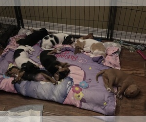 Poogle Puppy for sale in CLERMONT, FL, USA