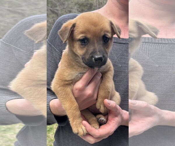 Medium Photo #1 German Shepherd Dog-Unknown Mix Puppy For Sale in Holly Springs, NC, USA