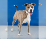 Small #1 Mutt