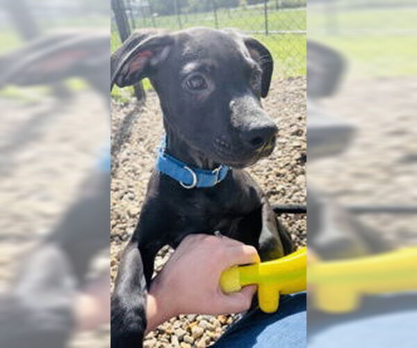 Medium Photo #6 Mutt Puppy For Sale in Oskaloosa, IA, USA