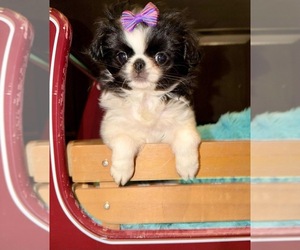 Japanese Chin Puppy for sale in BELTON, MO, USA