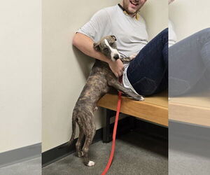 Plott Hound-Whippet Mix Dogs for adoption in Virginia Beach, VA, USA