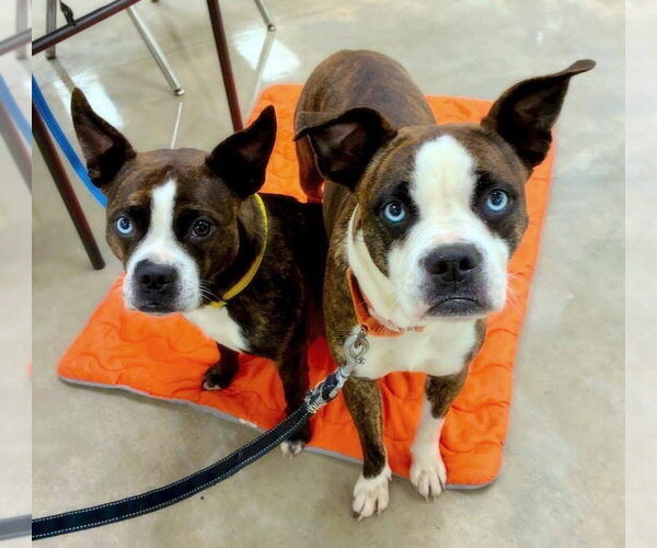 Medium Photo #3 Boston Terrier-Boxer Mix Puppy For Sale in Alexander, AR, USA