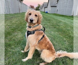 Goldendoodle Dogs for adoption in DUBLIN, OH, USA