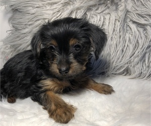 Yorkshire Terrier Puppy for sale in SOUTH HOLLAND, IL, USA