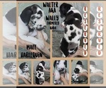 Small #10 Great Dane