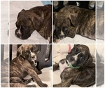 Image preview for Ad Listing. Nickname: Litter of 4