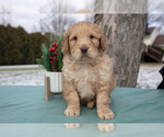 Puppy Josie Miniature Labradoodle